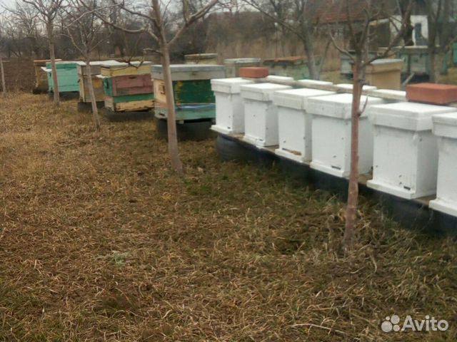 Продам пчелопакеты купить на Зозу.ру - фотография № 1