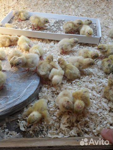 Цыплята, инкубационное яйцо перепелок купить на Зозу.ру - фотография № 2
