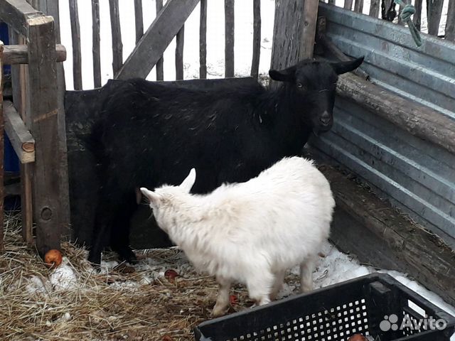 Поросенок и козы купить на Зозу.ру - фотография № 5