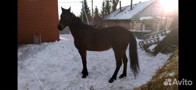Лошадь, кобылы купить на Зозу.ру - фотография № 2