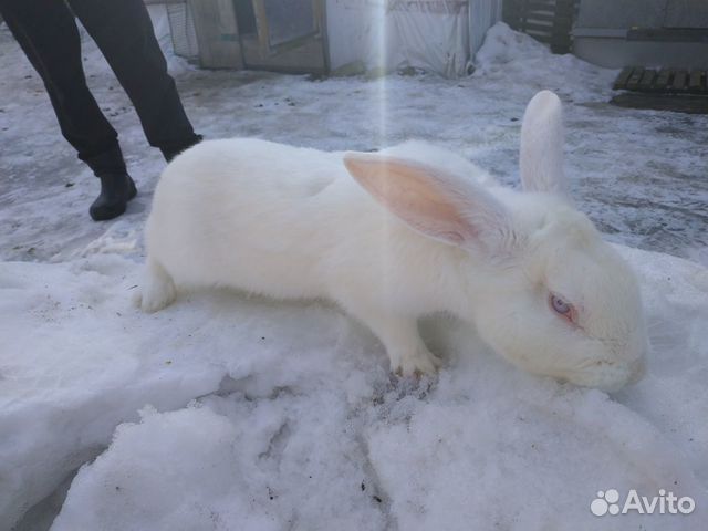 Продам кроликов самцов купить на Зозу.ру - фотография № 6