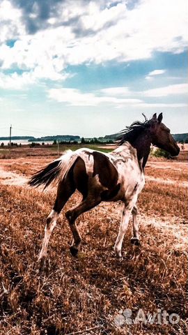 Продаётся лошадь купить на Зозу.ру - фотография № 4