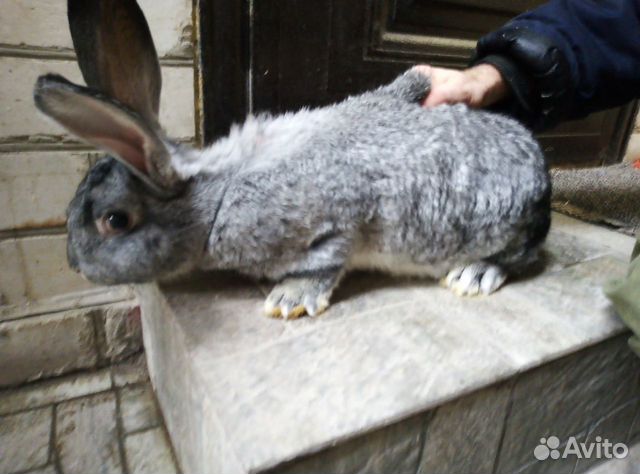 Кролики неприхотливые купить на Зозу.ру - фотография № 3
