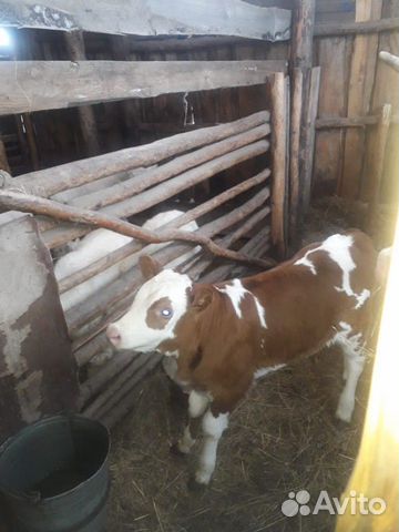Корова + телёнок герефорд купить на Зозу.ру - фотография № 3