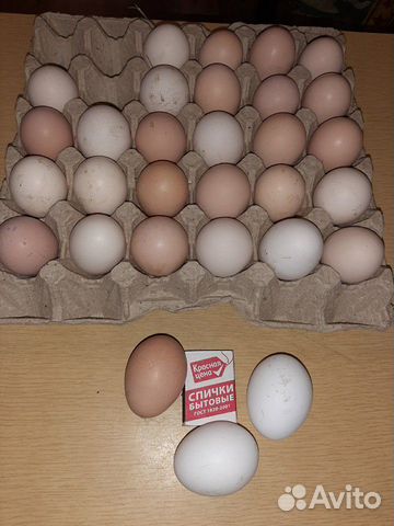 Инкубационные яйца мускусные утки(индоутки) и кур купить на Зозу.ру - фотография № 2