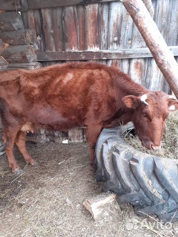 Продам дойную корову с теленком(бычок, 1 месяц) купить на Зозу.ру - фотография № 1
