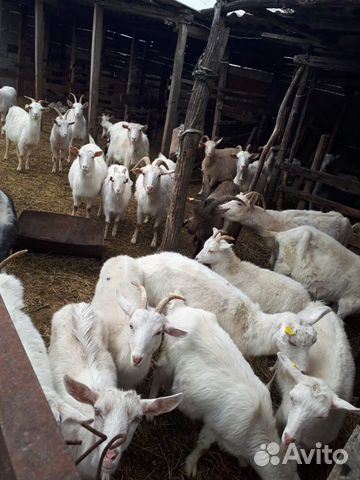 Продаю коз и козлят купить на Зозу.ру - фотография № 1