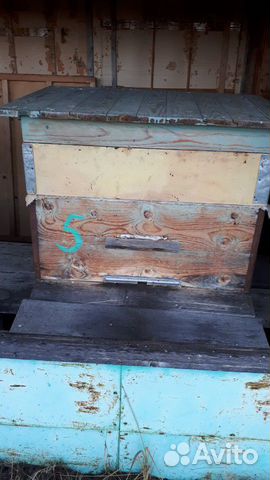 Пчелиные семьи продаю купить на Зозу.ру - фотография № 6