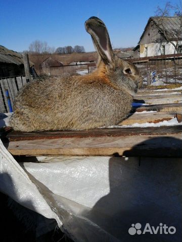 Кролики на развод и на мясо купить на Зозу.ру - фотография № 4