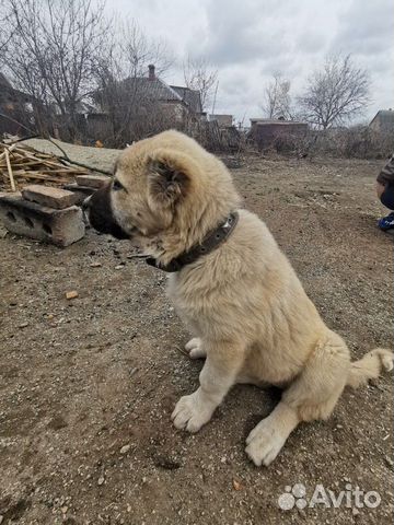 Собака армянский гампор волкодав купить на Зозу.ру - фотография № 2