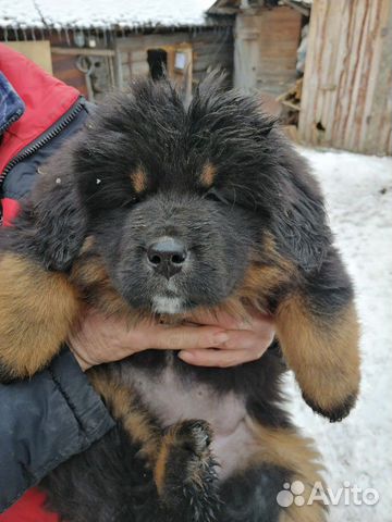 Продам щенков Тибетского мастифа купить на Зозу.ру - фотография № 8