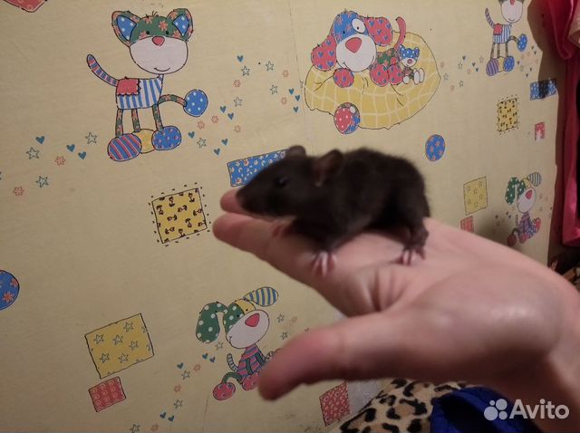 Крыса купить на Зозу.ру - фотография № 7