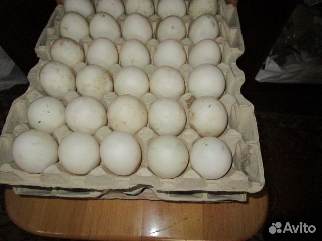 Инкубационное яйцо саксонской утки купить на Зозу.ру - фотография № 2