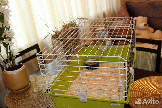 Продам клетку для морских свинок или кролика купить на Зозу.ру - фотография № 5