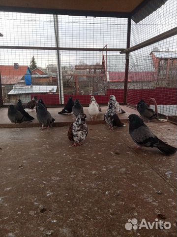 Серпастые голуби купить на Зозу.ру - фотография № 1