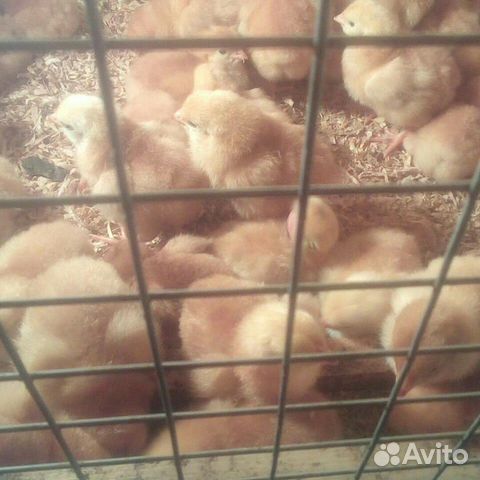 Цыплята домашние и бройлеры купить на Зозу.ру - фотография № 2