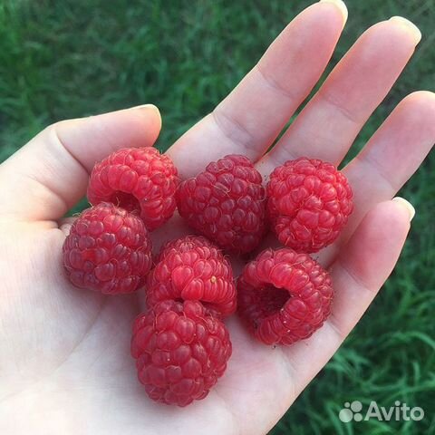 Саженцы: малина, ежевика, киви,клубника