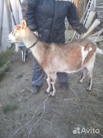 Семья коз купить на Зозу.ру - фотография № 5