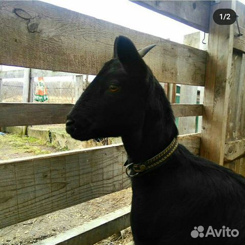 Альпо-нубийская козочка, зааненский козел купить на Зозу.ру - фотография № 1