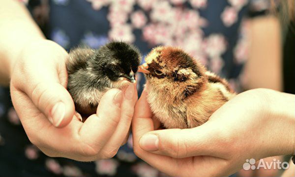 Продам домашних цыплят купить на Зозу.ру - фотография № 1