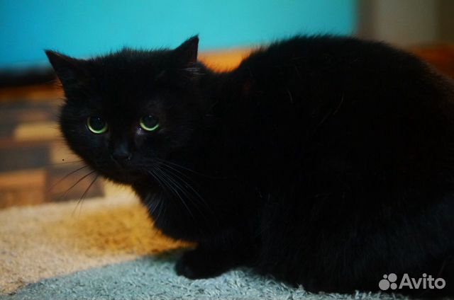 Кошка черная молодая купить на Зозу.ру - фотография № 5