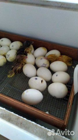 Инкубационное яйцо индоутки мускусной тяжёлой фран купить на Зозу.ру - фотография № 1