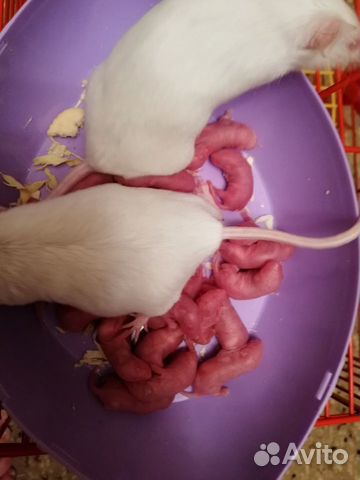 Кормовая мышь