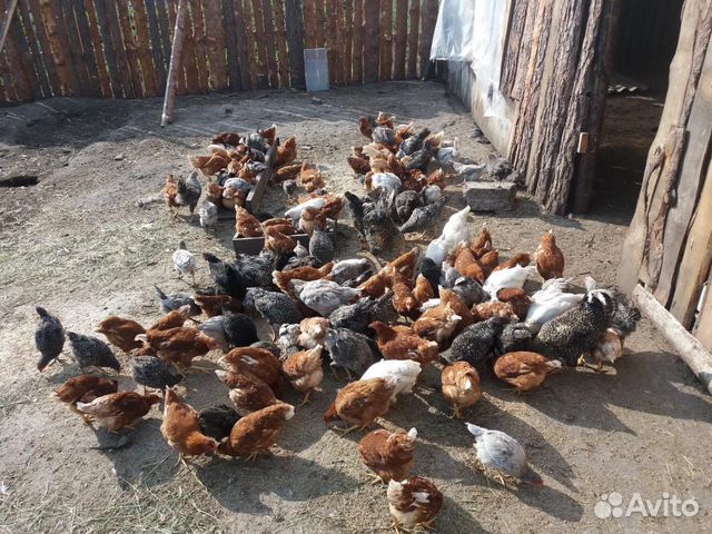 Инкубационные яйца. Цыплята купить на Зозу.ру - фотография № 2