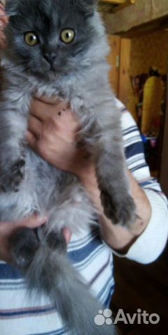 Шотландский вислоухий котик купить на Зозу.ру - фотография № 1