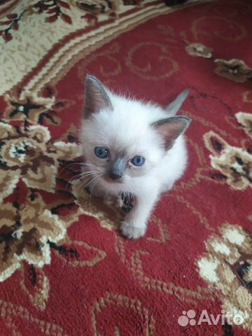 Сиамские котята купить на Зозу.ру - фотография № 1