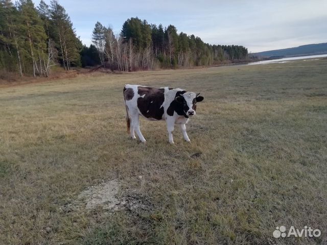 Продам коров и бычка купить на Зозу.ру - фотография № 5