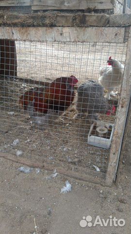 Яйца куриные купить на Зозу.ру - фотография № 3