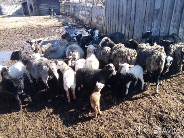 Бараны овцы и ягнятами купить на Зозу.ру - фотография № 4