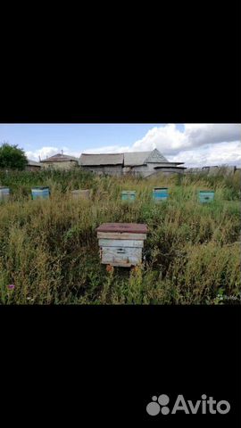 Пчелы, ульи купить на Зозу.ру - фотография № 6