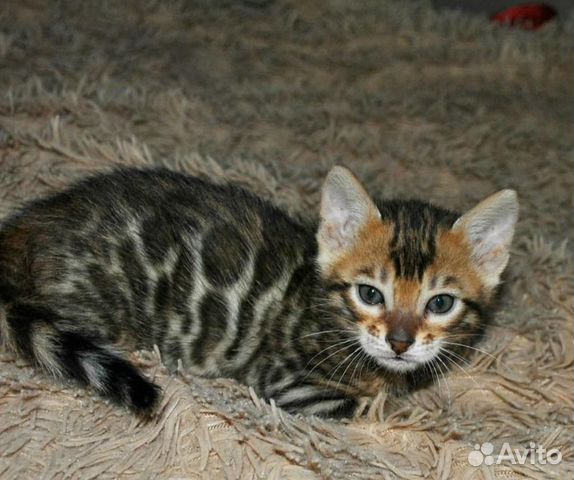 Бенгальский кот вязка купить на Зозу.ру - фотография № 4