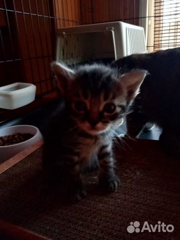 Котята 2 мес в добрые руки