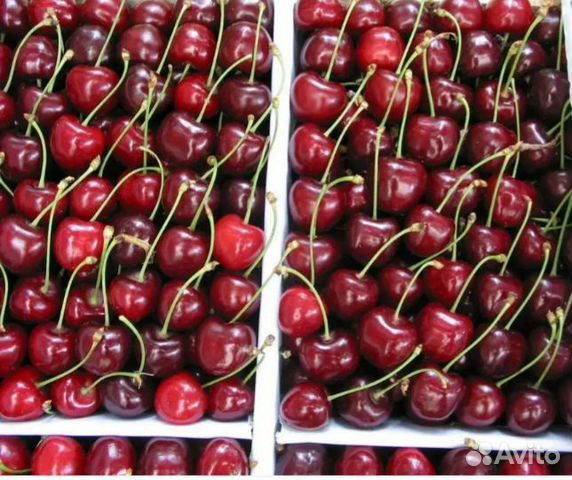 Купить Черешню В Спб Сейчас В Магазинах Купить Черешню В Спб Сейчас В Магазинах