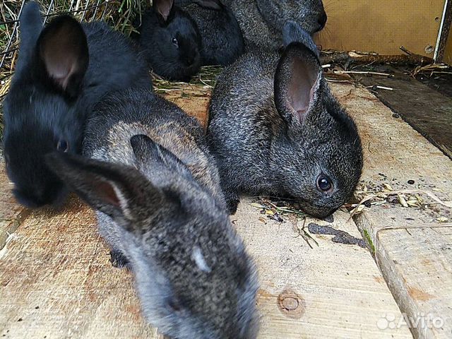 Кролята,кролихи,и кролы купить на Зозу.ру - фотография № 1