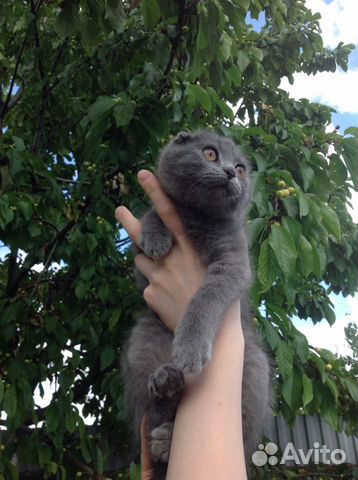 Котята Котята