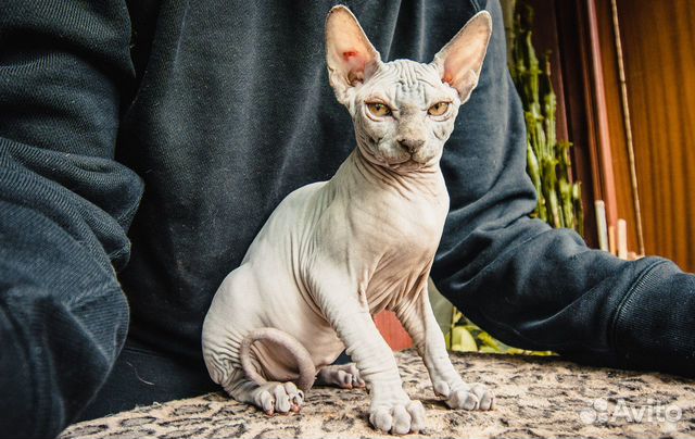 Котята породы Котята породы