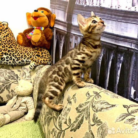 Эксклюзивные бенгальские котята Эксклюзивные бенгальские котята