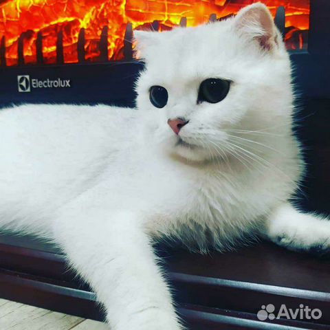 Котята Котята