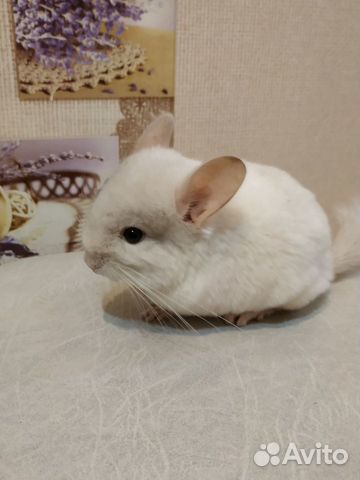 Шиншилла мальчик