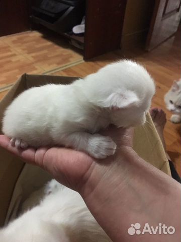 Котята Котята