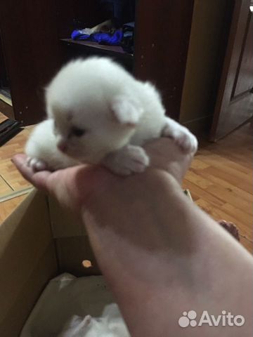 Котята Котята