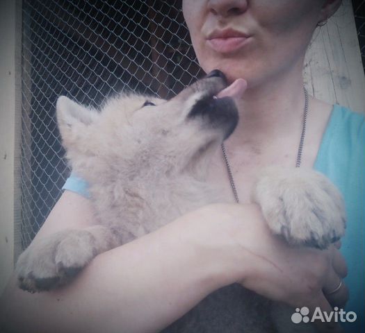 Арктический волчонок) Арктический волчонок)