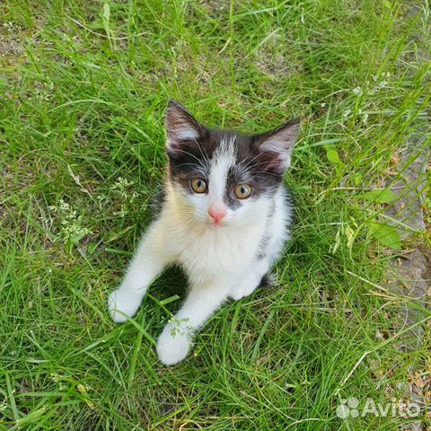 Девочка, 2 месяца