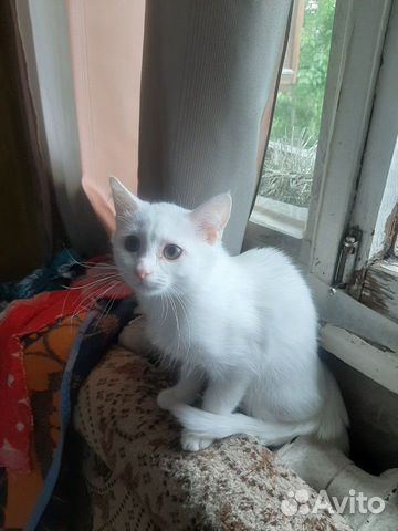Дарю котят Дарю котят