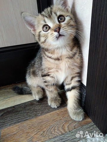Шотландские котята