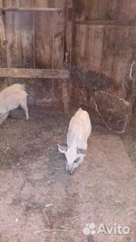 Поросята породы венгерская мангалица Поросята породы венгерская мангалица